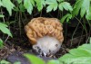 ucháč obrovský (Houby), Gyromitra gigas (Fungi)